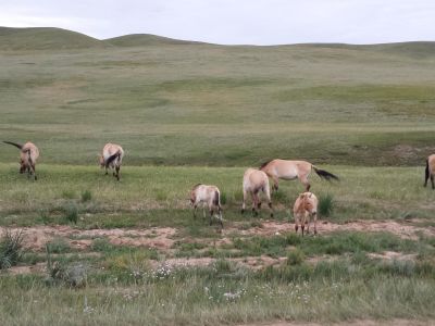 Khustai NP - Home to wild horses