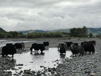 Taikhar Rock is one of the tourist attractions when travelling to Arkhangay