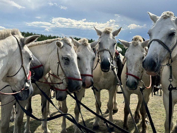 The Darkhad White Horse