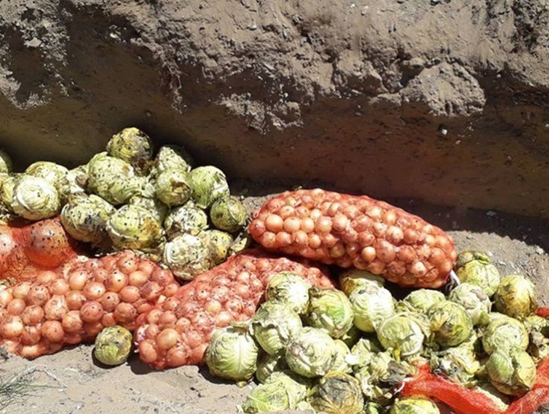 Хортон шавьж бүхий 500 кг байцааг устгалд оруулжээ