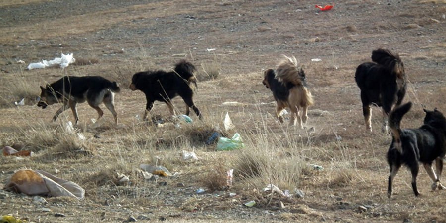 Сүргээрээ ууланд бүгж, зээр, тарвага бариад байсан 157 золбин нохойг устгалаа
