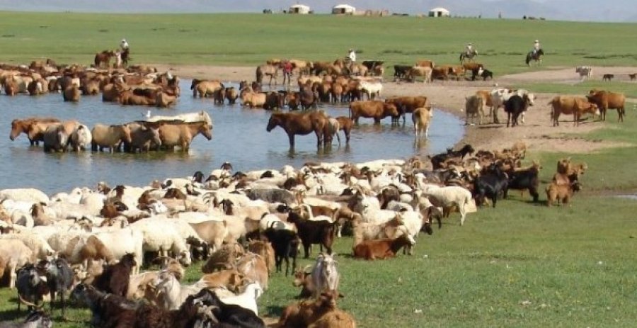 Өвөрхангай аймаг малын тоогоор улсдаа эхний гуравт жагсав