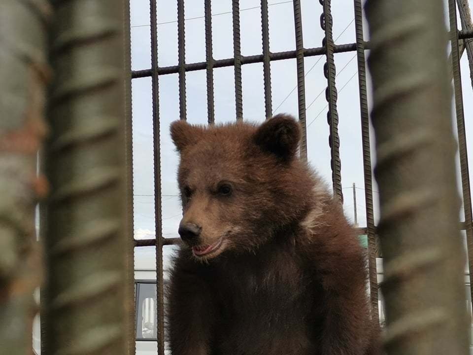 Байгаль хамгаалагчид бамбаруушийг тайгад нь тавилаа