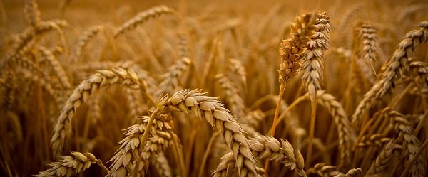 2019 оны ургацын урьдчилсан балансын танилцуулга