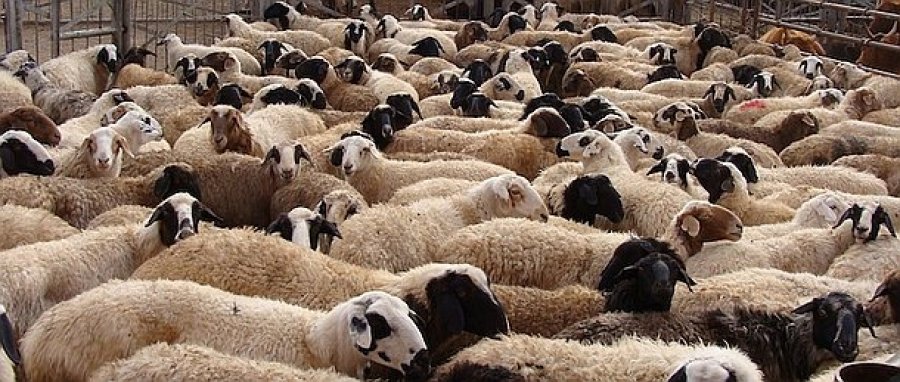 Ноосны урамшуулал малчдын нэрийн дансанд орж эхэллээ