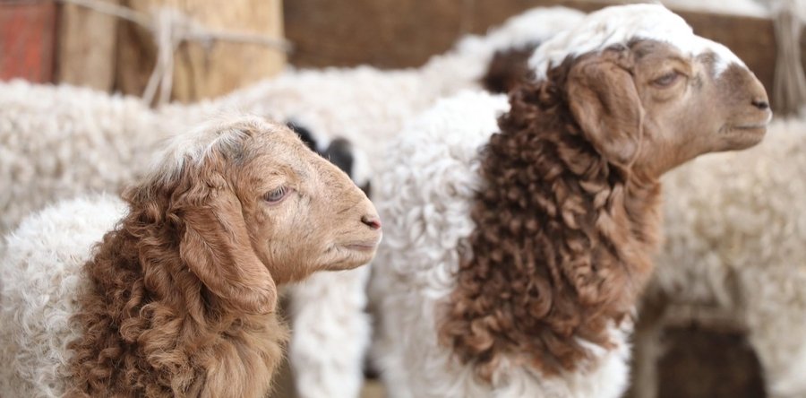 Төл бойжилт 98.3 хувьтай байна