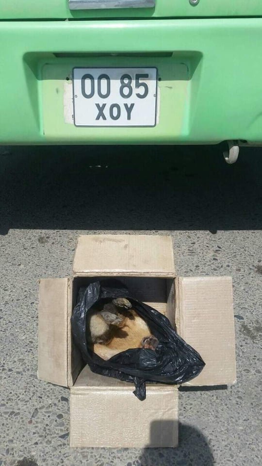 Улаанбаатар хотруу тарваганы нойтон тулам нэвтрүүлэх үйлдлийг таслан зогсоолоо