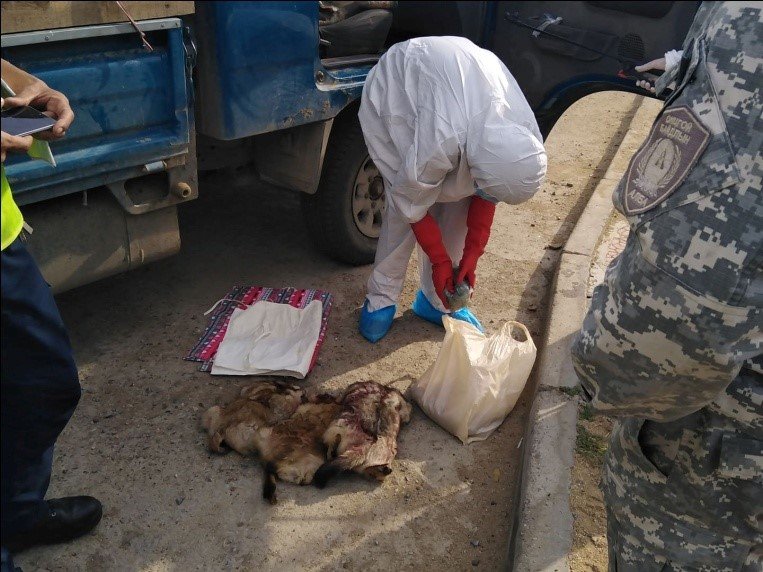 28 УДААГИЙН ТОХИОЛДЛООР 113 ШИРХЭГ ТАРВАГАНЫ ТҮҮХИЙ МАХ /ТУЛАМ/ ТЭЭВЭРЛЭН ЯВСАН ЗӨРЧИЛ ИЛЭРСЭН БАЙНА