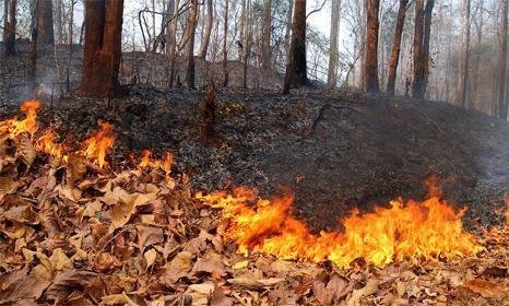 Сэлэнгэ аймгийн нутаг дэвсгэрт хээрийн түймэр гарч, 9 га талбай шатжээ