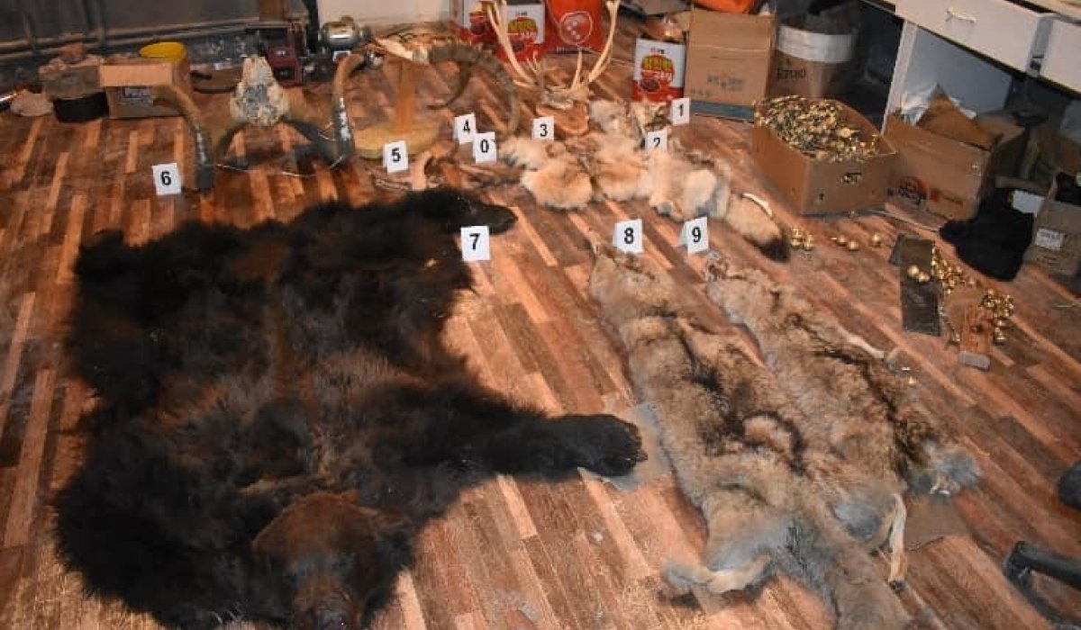 Хүрэн баавгайн нойтон арьс зэргийг худалдан борлуулахыг завджээ