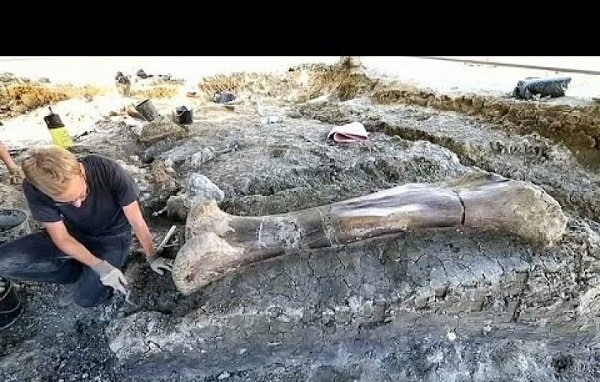 Динозаврын аварга том ташааны яс олджээ