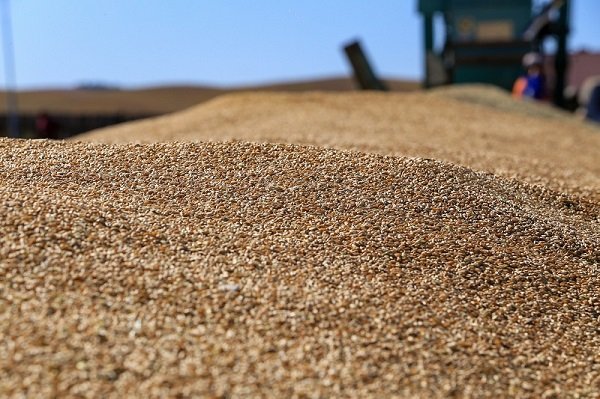 Булган аймаг 40 мянган га талбайгаас 56 мянган тонн Улаанбуудай хурааж авахаар төлөвлөж байна