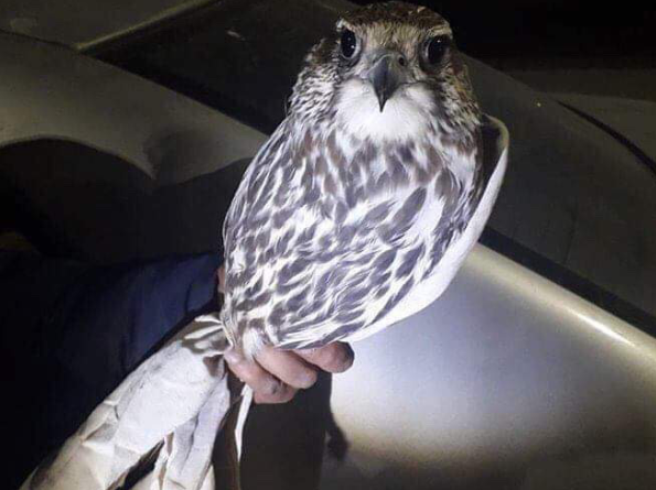 ЭДЛЭГ ШОНХОР, НОГТРУУ ШУВУУДЫГ ЗОХИХ ЗӨВШӨӨРӨЛГҮЙ ТЭЭВЭРЛЭЖ ЯВСАН ЗӨРЧЛИЙГ ШАЛГАЖ БАЙНА