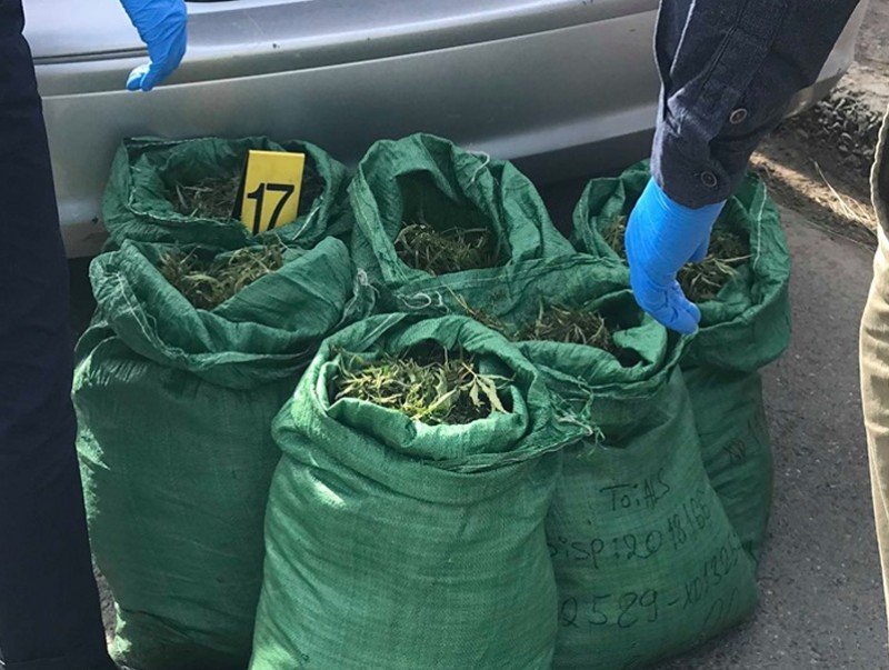 Сэтгэцэд нөлөөлөх ургамал нийслэл хот руу нэвтрүүлэхээр завдсаныг илрүүллээ