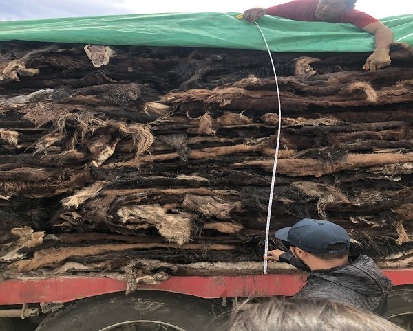 515 мянган  адууны ширийг Хөдөө аж ахуйн биржээр бүртгэлжүүлэн арилжжээ