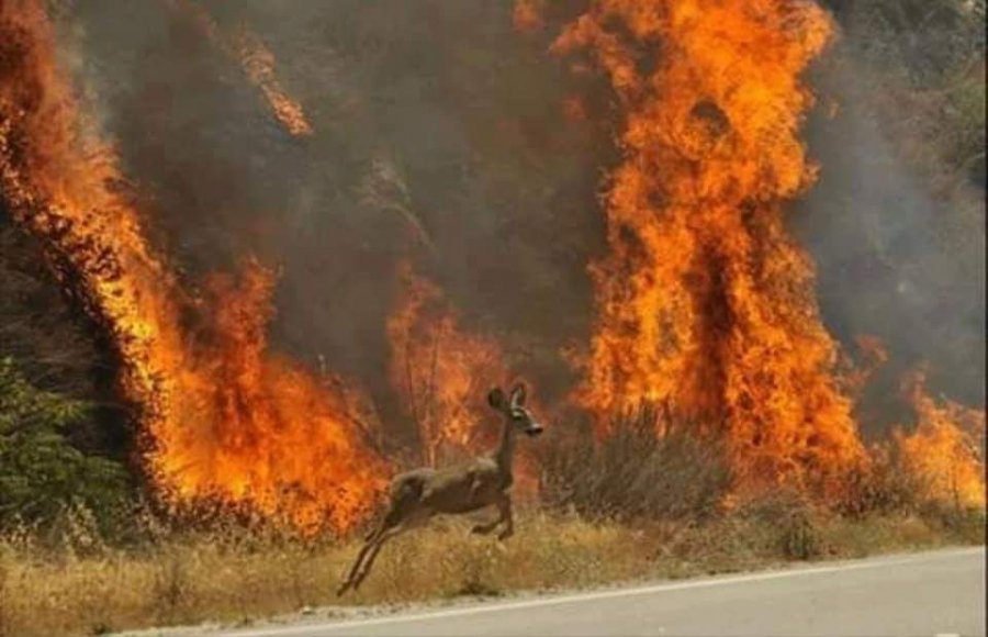 Сибирийн ойд гарсан түймэр хамрах хүрээгээ тэлжээ