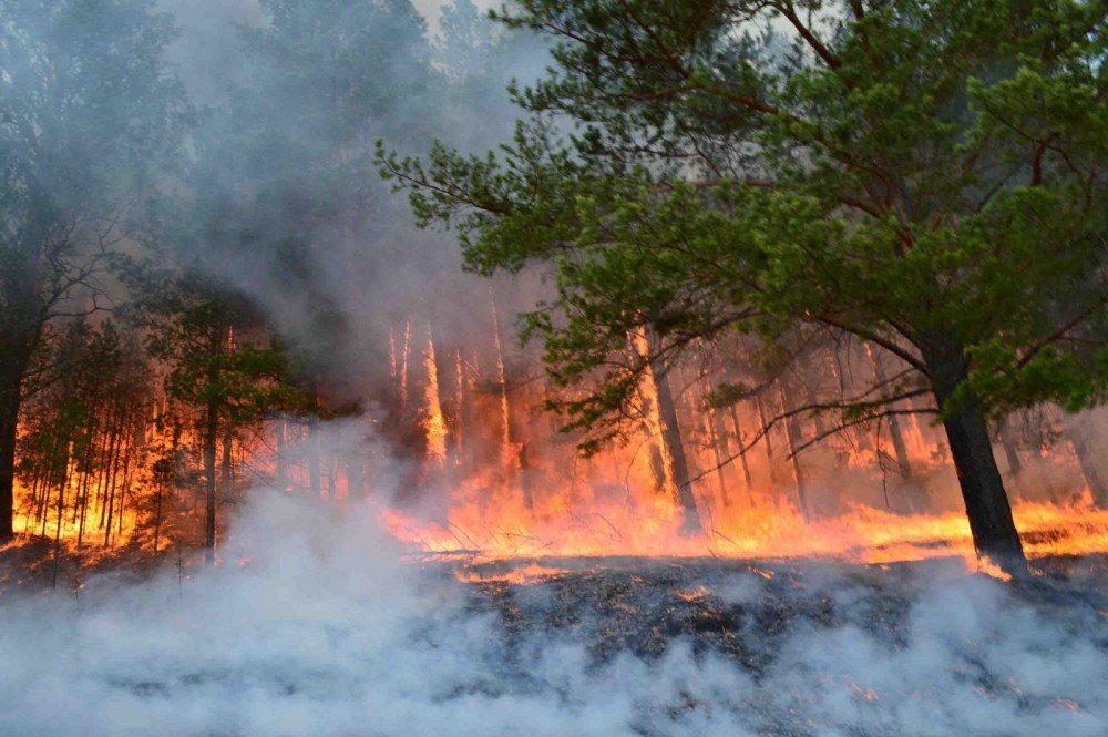 Он гарсаар 91 удаагийн ой, хээрийн түймэр гараад байна