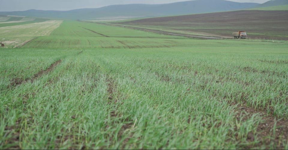 Төлөвлөсний дагуу хаврын тариалалтыг 15-20 хувь нэмэгдүүллээ 