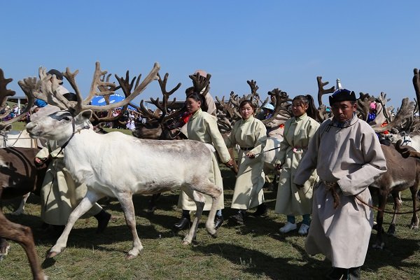 339 цаатан баруун, зүүн тайгад амьдарч 2396 цаа маллаж байна