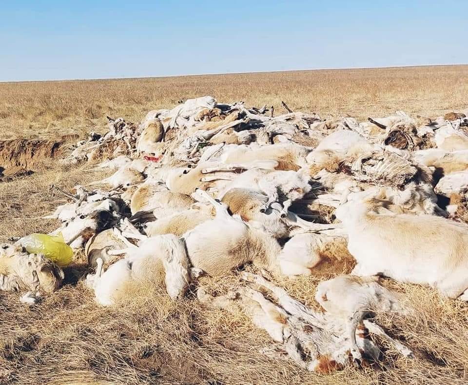 БОАЖЯ: Урьдчилсан байдлаар 300 зээрийн сэг зэмийг илрүүлсэн