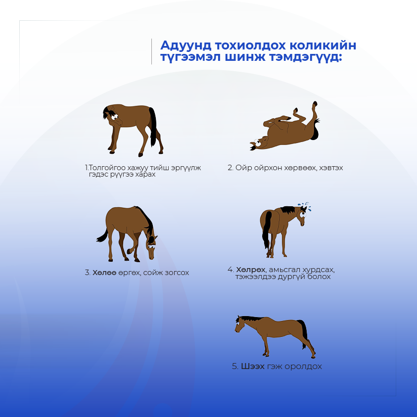 АДУУНЫ КОЛИК БУЮУ ТҮГЖРЭЛ ГЭЖ ЮУ ВЭ?  