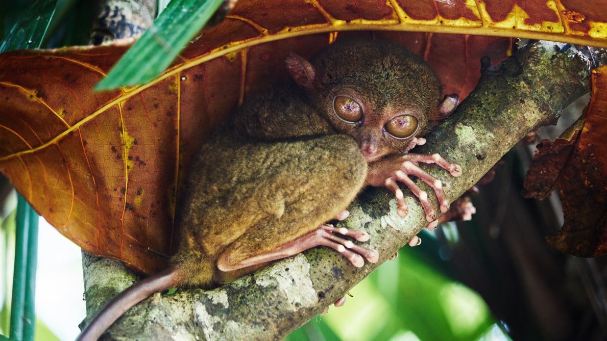 10 гаранхан см-ийн хэмжээтэй сармагчин Филиппинд амьдардаг