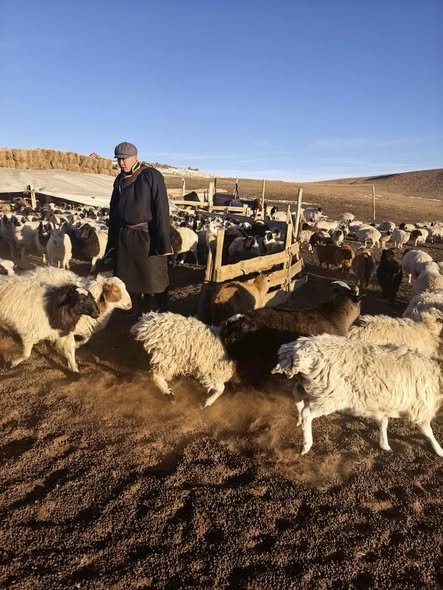 МАЛ, ТЭЖЭЭВЭР АМЬТДЫН ТООЛЛОГО - 2025