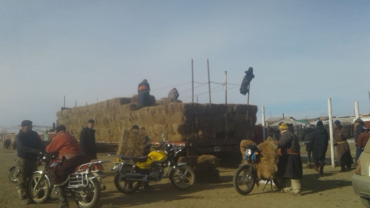Сумын малчдад улсын нөөцөөс хивэг, өвс тарааж байна.