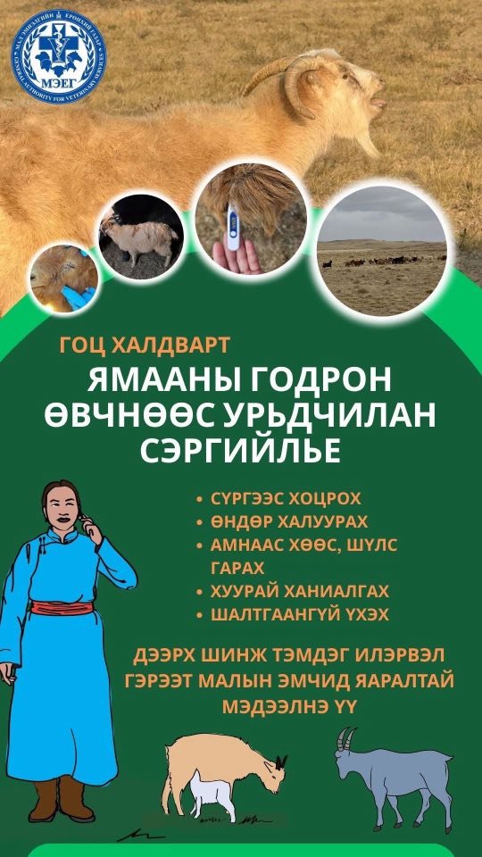 Мал, амьтны гоц халдварт, халдварт өвчнөөс хамтдаа урьдчилан сэргийльe‼️‼️