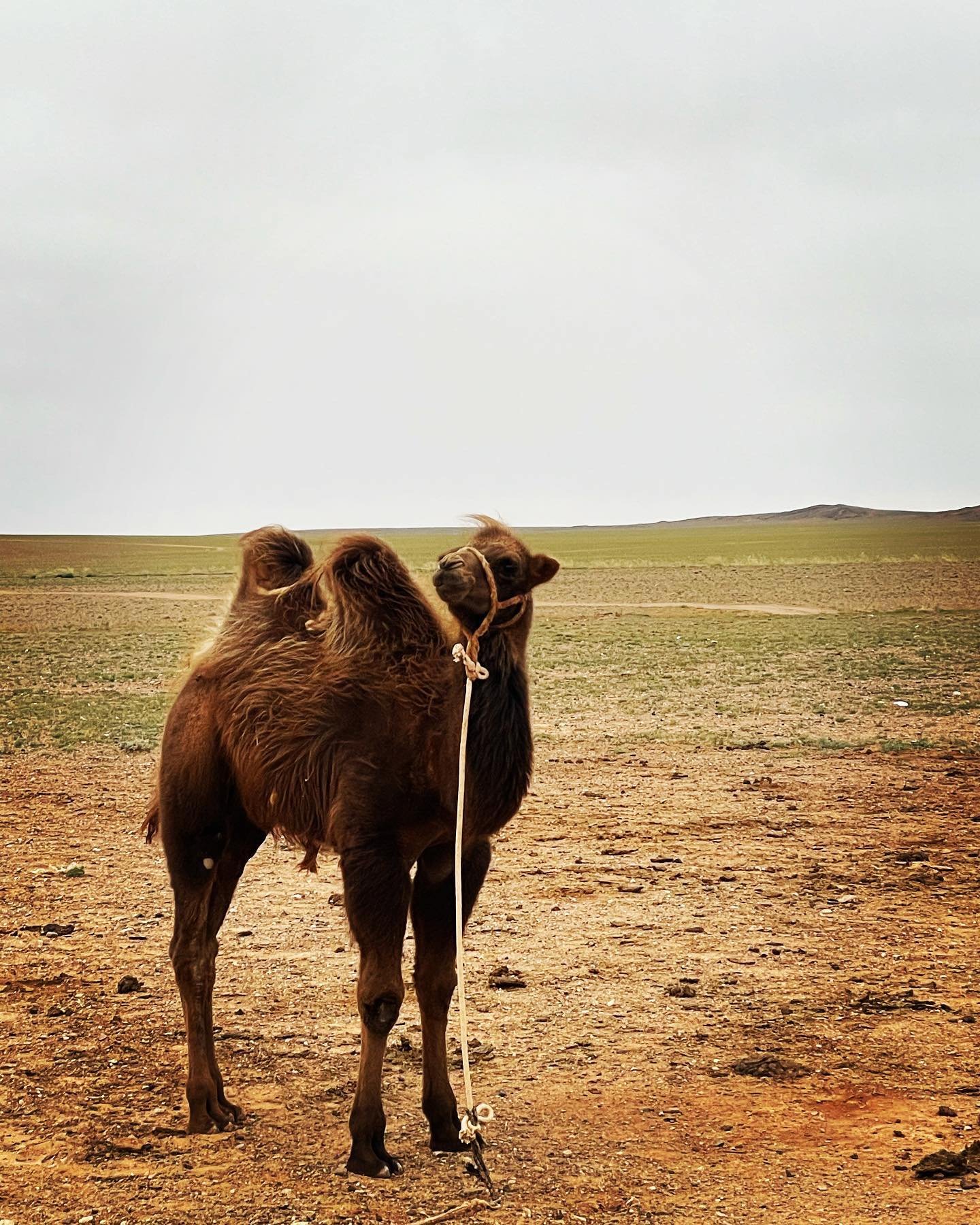 Bactrian Camel - Mongolian Camel