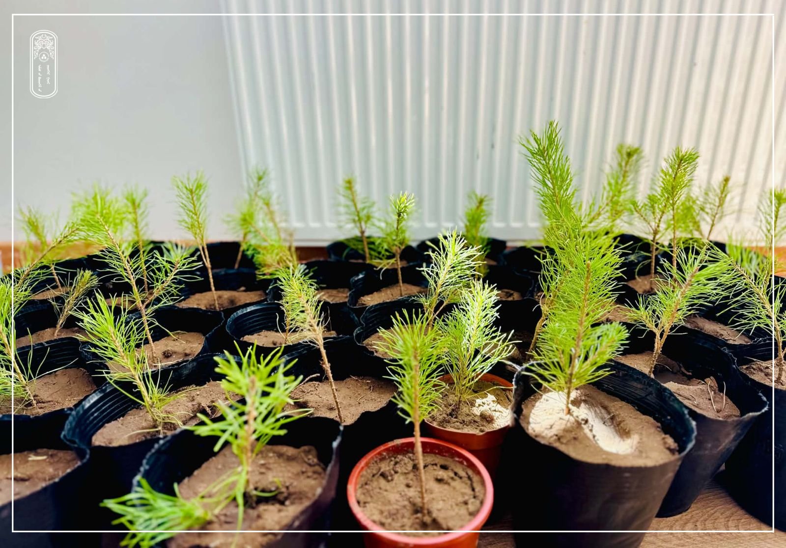 Dornod Province Department of  State Registration is giving pine trees as gifts to citizens who have registered births and marriages