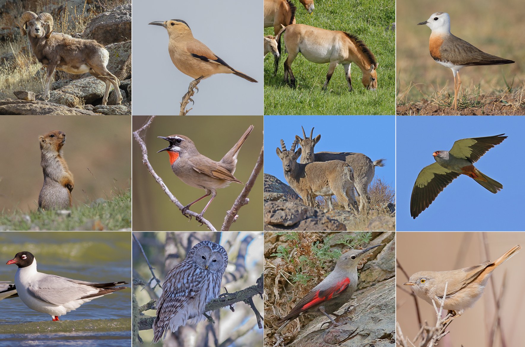 Birding & Mammal Watching Tour