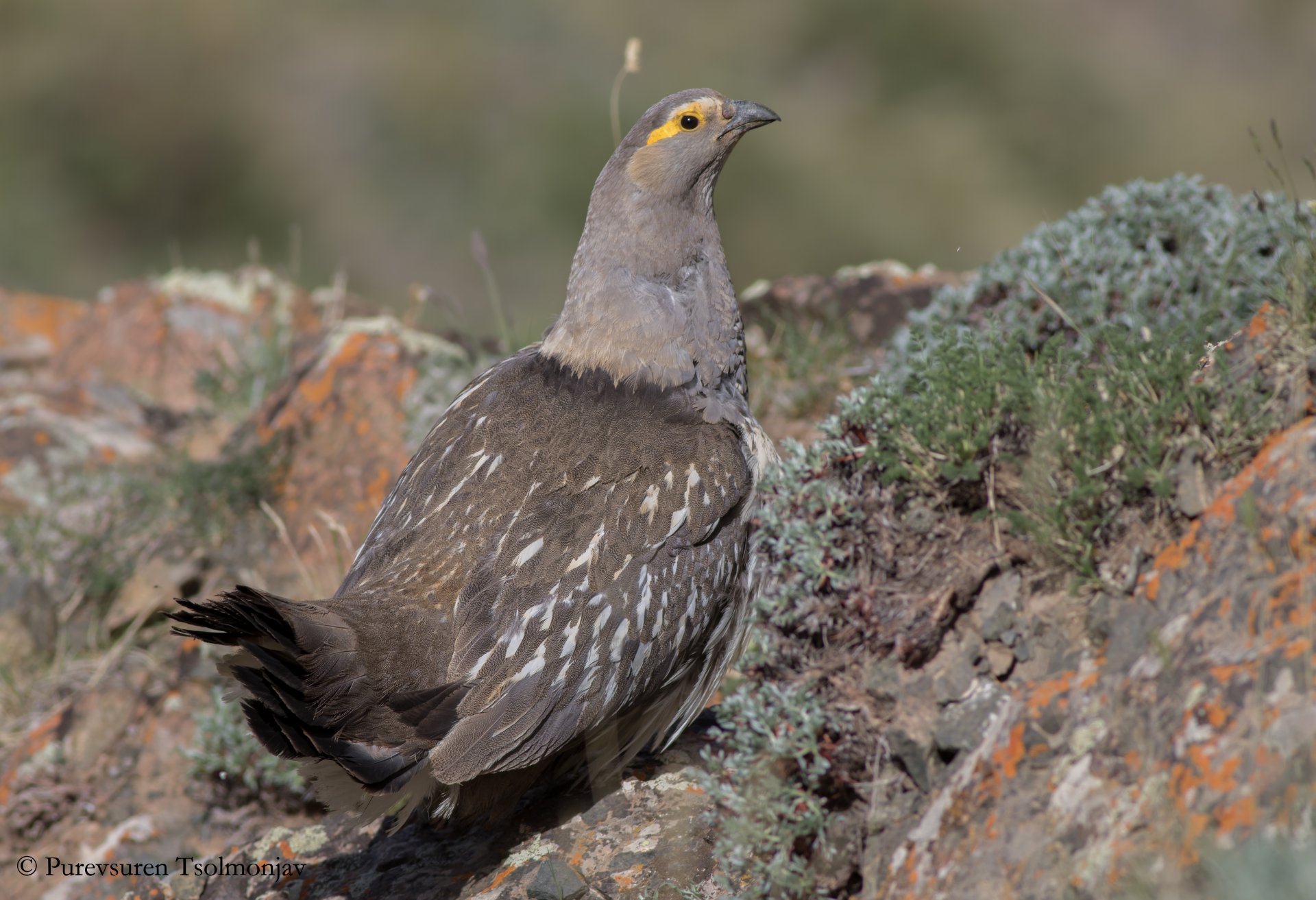 Mongolia Birding Tour