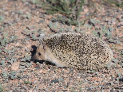 Long-eared Hedgehog