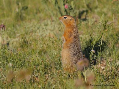 Long-tailed Ground Squirrel
