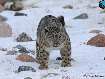 Snow Leopard Mar 2020