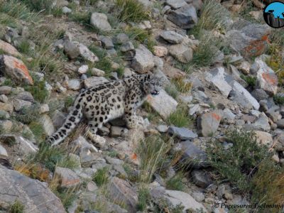 Snow Leopard seen in Sep 2021