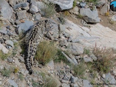 Snow Leopard in Sep 2021