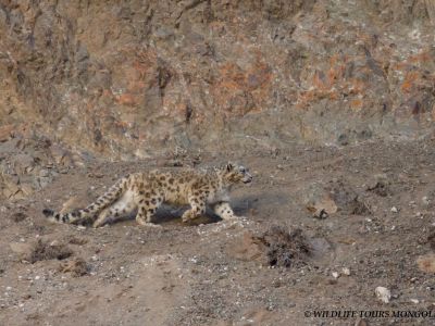 Snow Leopard #1 - Mar 2023