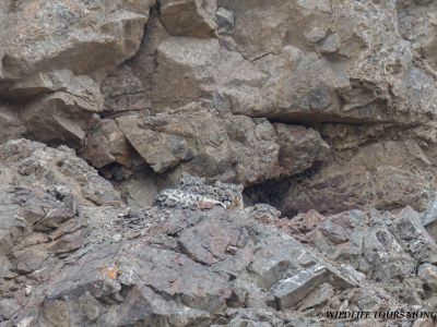 A Mother Snow Leopard with 3 cubs - Mar 2023