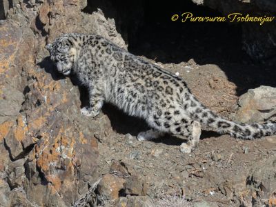 Snow Leopard - March 2024