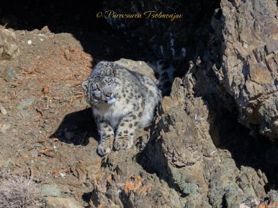 Snow Leopard - March 2024