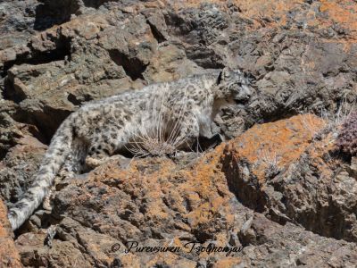 Snow Leopard - March 2024