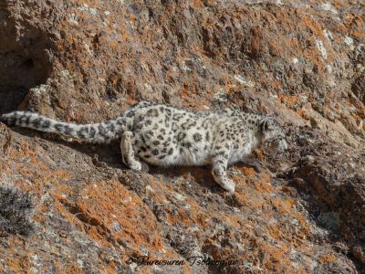 Snow Leopard - March 2023