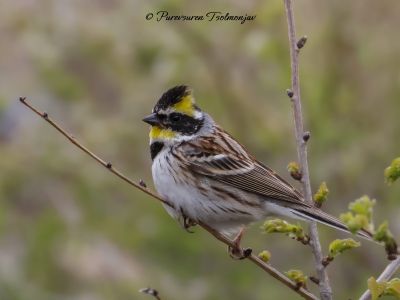 Yellow-throated Bunting