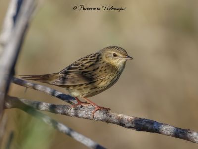 Lanceolated Warbler