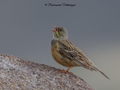 Ortolan Bunting