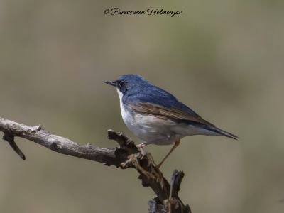 Siberian Blue Robin