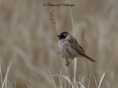Ochre-rumped Bunting