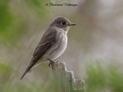 Dark-sided Flycatcher